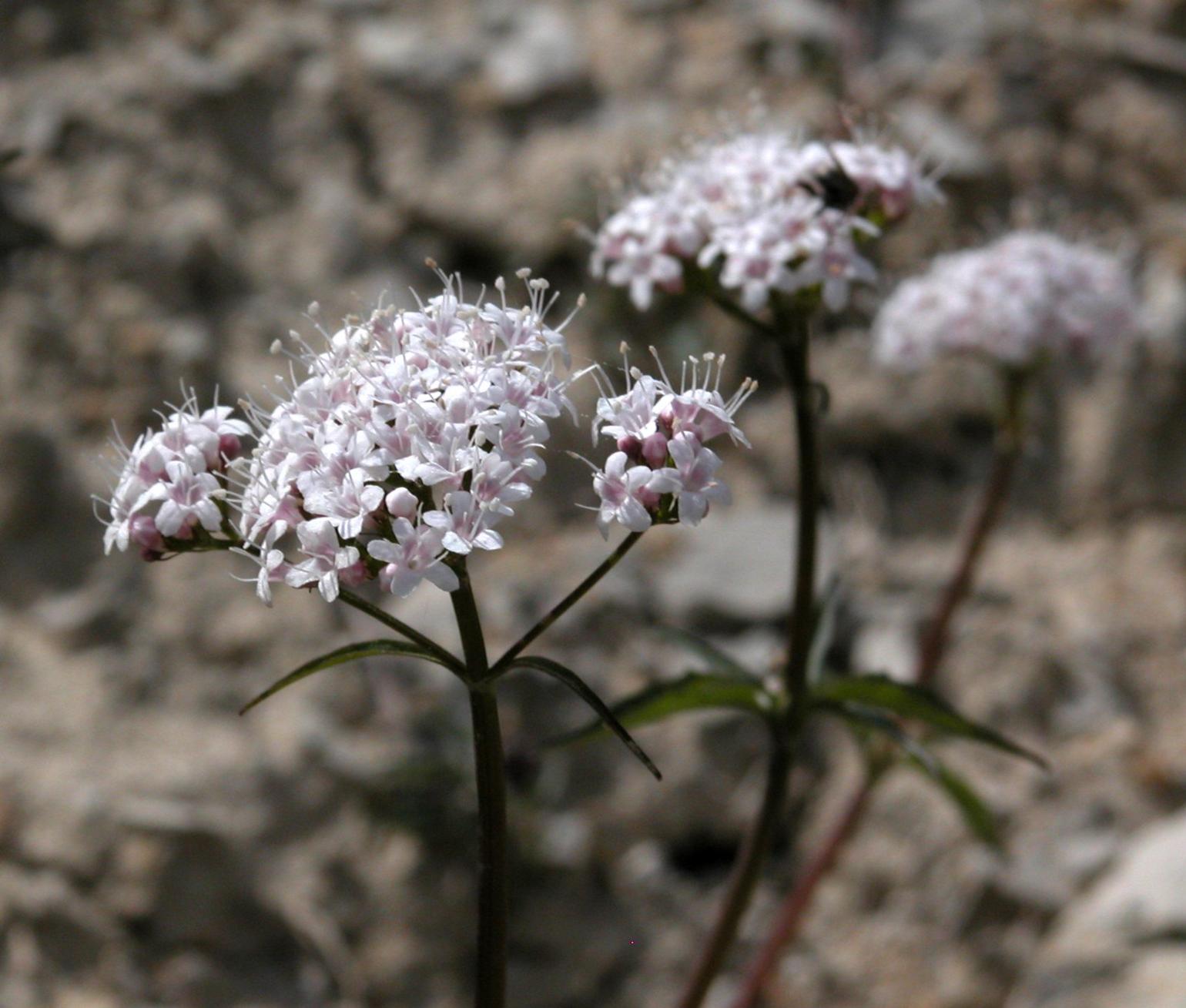 Valerian, Three-leaved